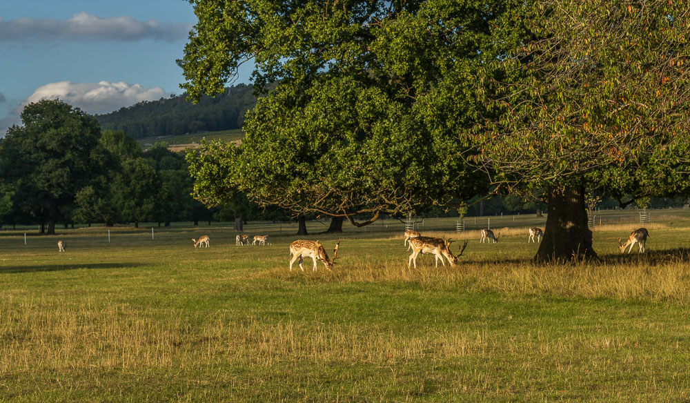 Fallow Deer Fallow Deer